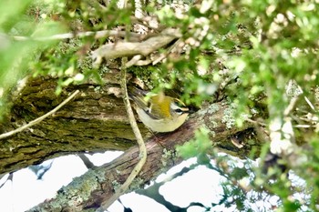 Common Firecrest