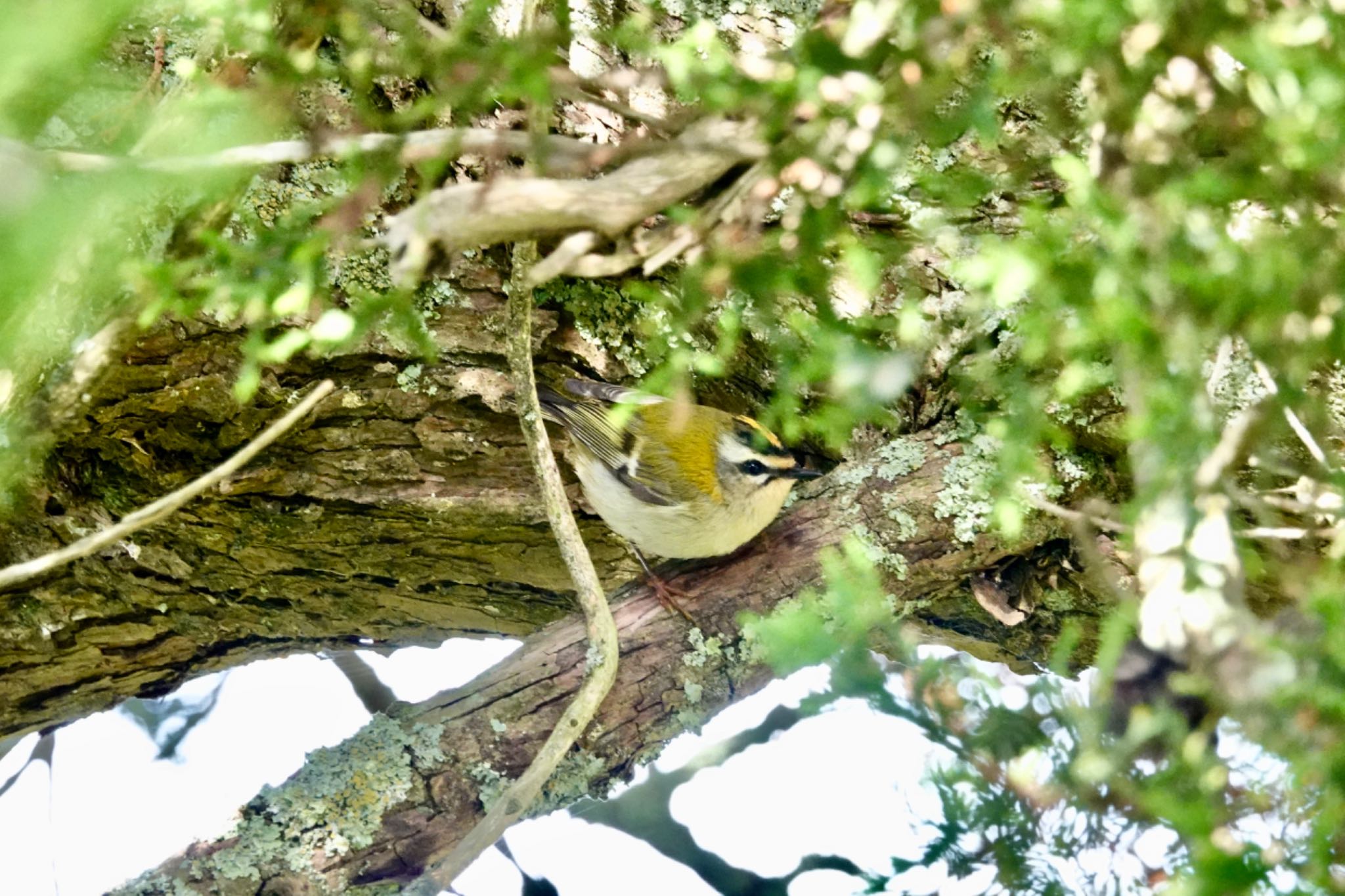 Photo of Common Firecrest at La Rochelle by のどか