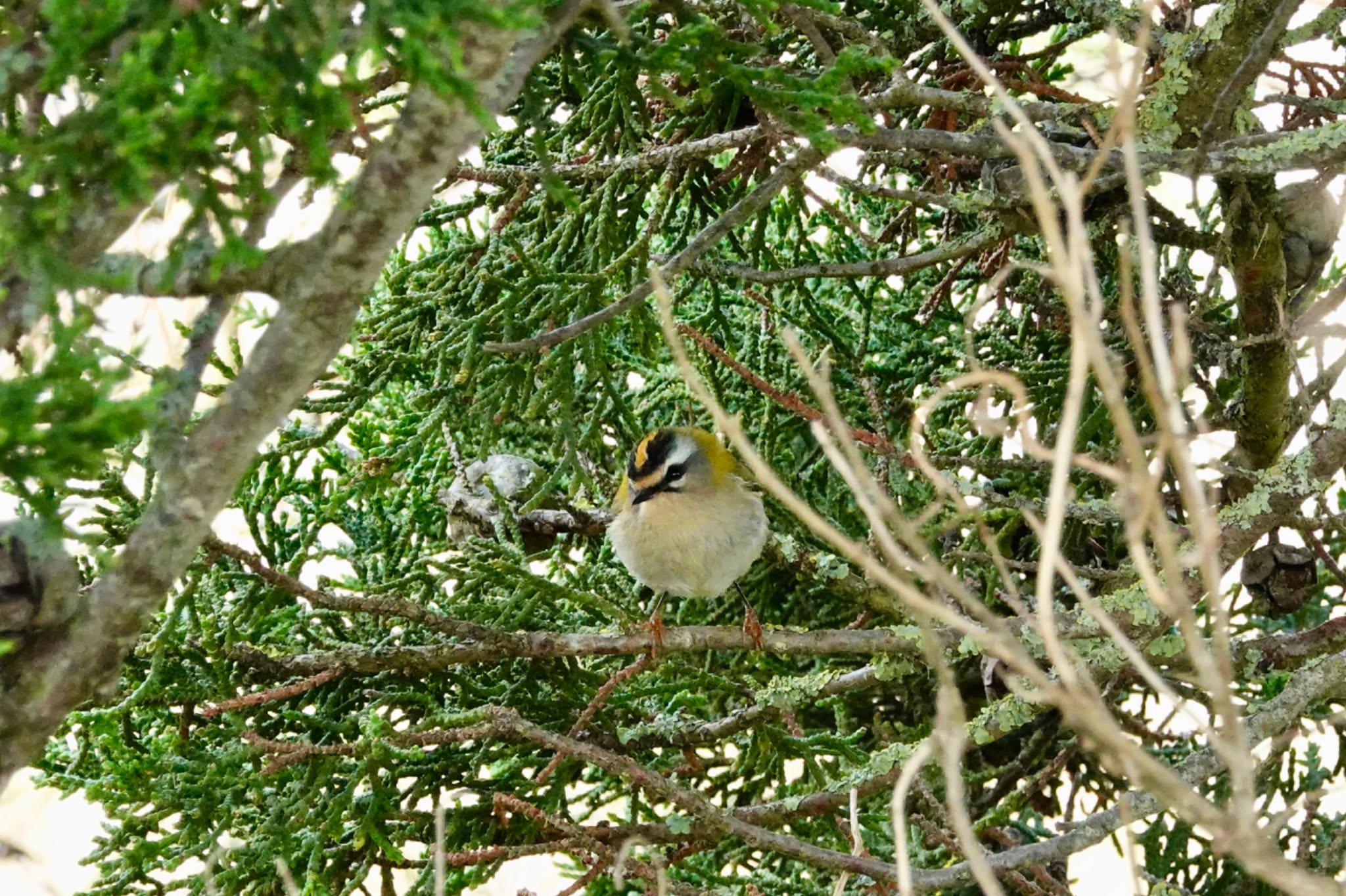 Photo of Common Firecrest at La Rochelle by のどか