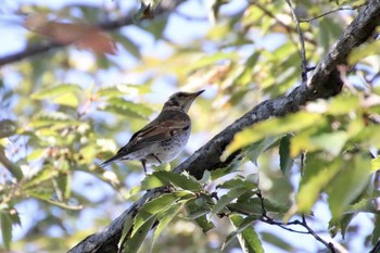 Sun, 11/17/2019 Birding report at 羽村市浅間岳