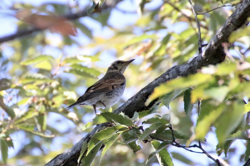 この野鳥の種類を教えてください！　ツグミですか by hide084