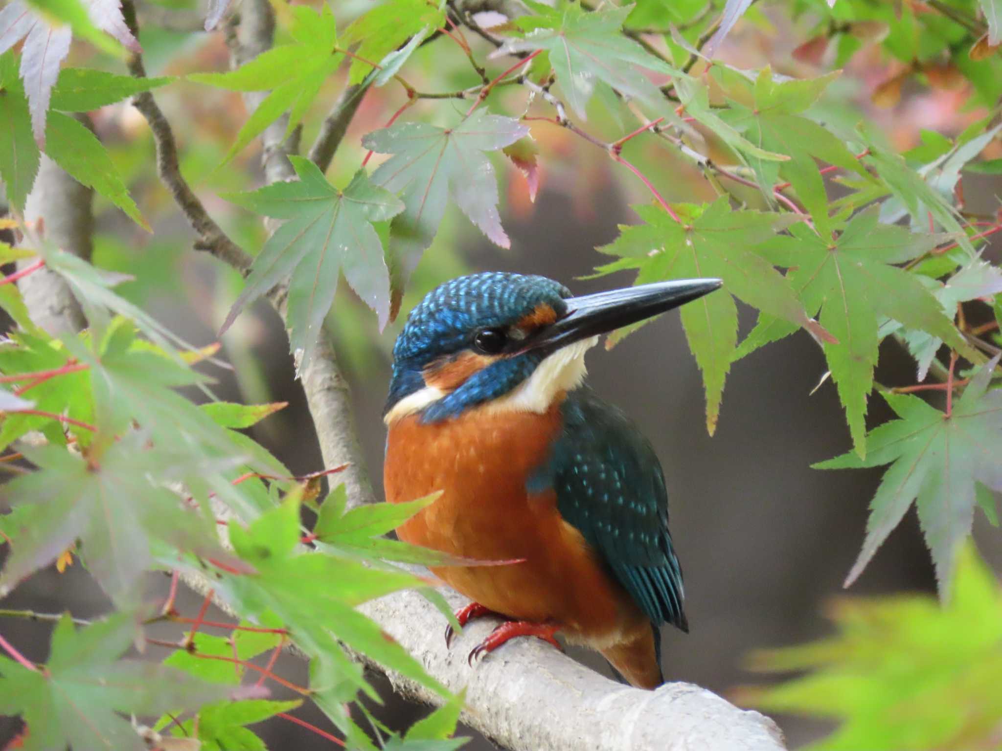 薬師池公園 カワセミの写真 by チュウダイサギ