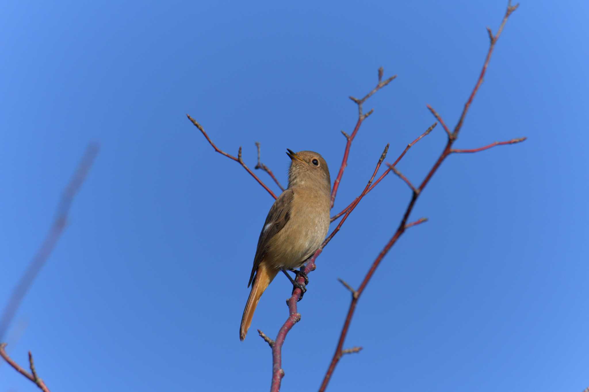 三重県上野森林公園 ジョウビタキの写真 by masatsubo