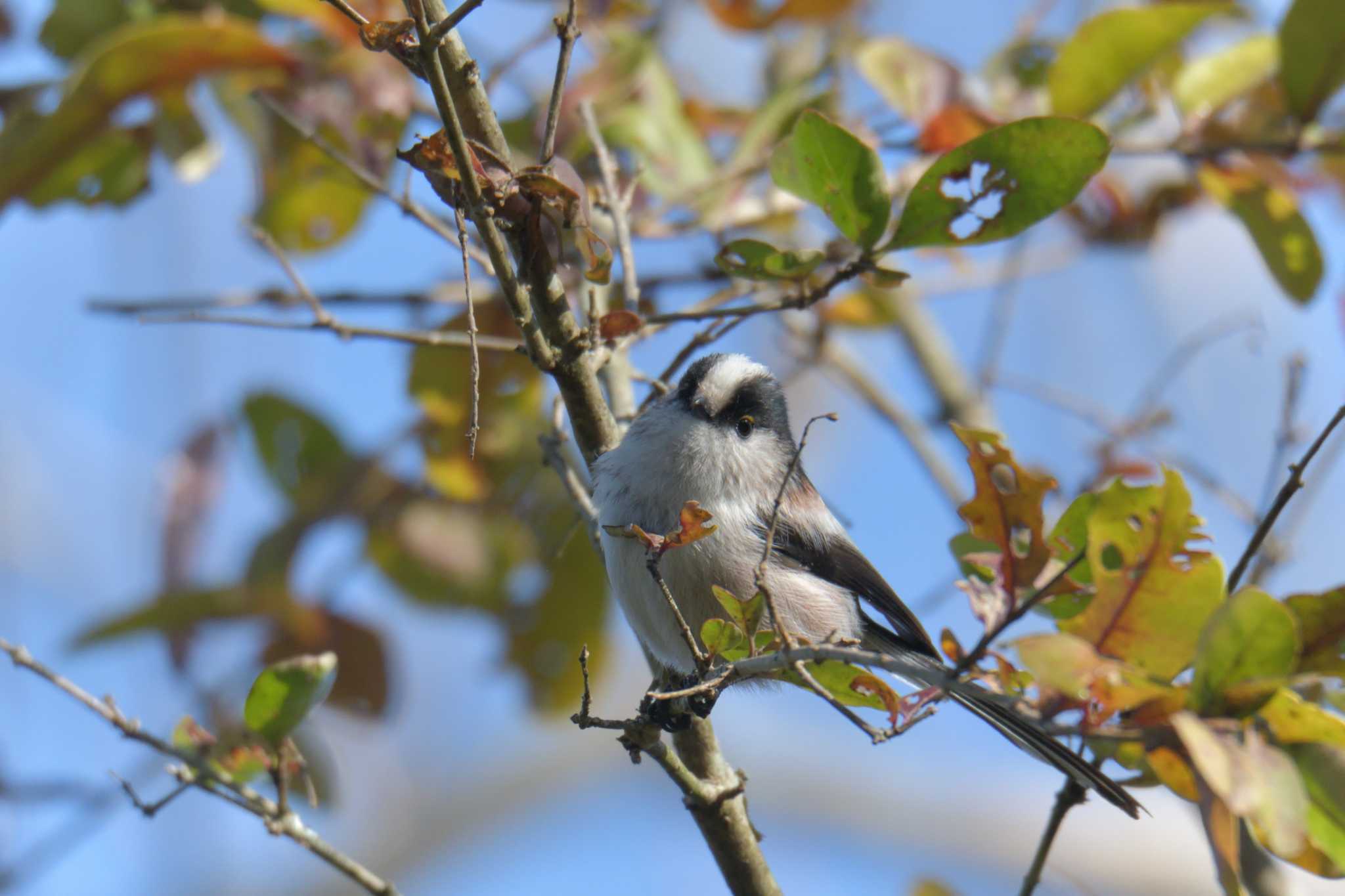 三重県上野森林公園 エナガの写真 by masatsubo