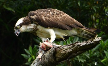 2019年11月17日(日) 沖縄県金武町田いも畑周辺の野鳥観察記録