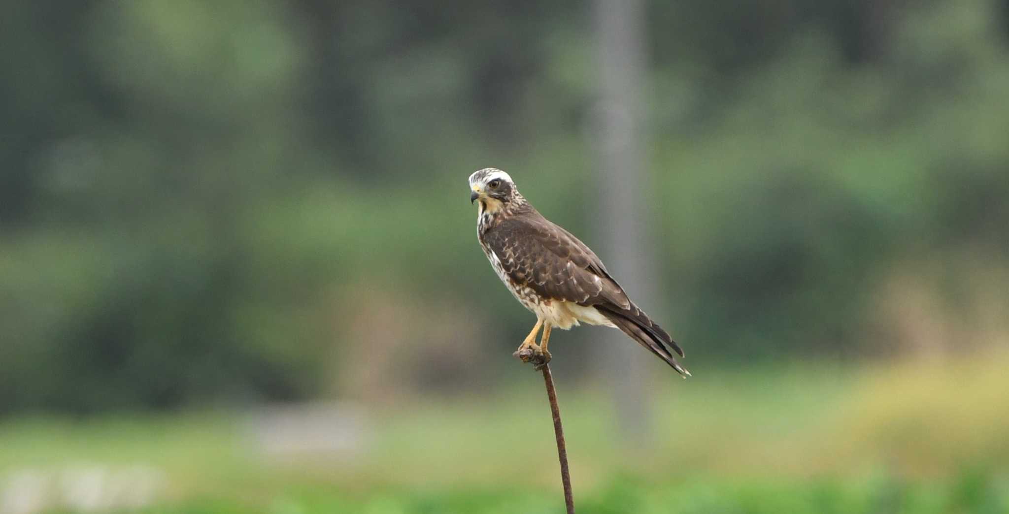 Photo of Grey-faced Buzzard at 沖縄県金武町田いも畑周辺 by ashiro0817