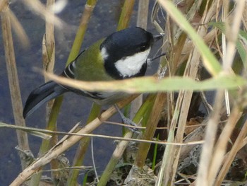 シジュウカラ 境川(境橋付近) 2019年11月17日(日)