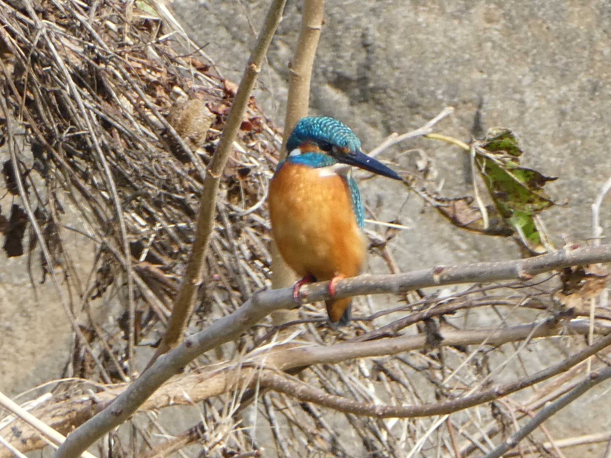 カワセミ