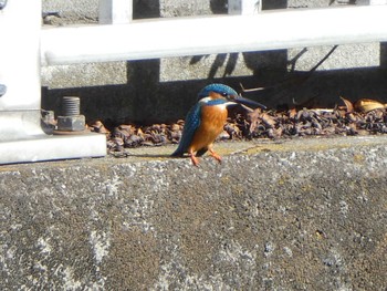 カワセミ 境川(境橋付近) 2019年11月17日(日)