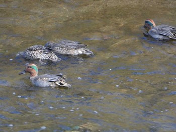 2019年11月17日(日) 境川(境橋付近)の野鳥観察記録