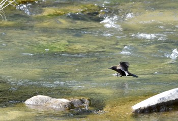 Brown Dipper Nara Park Sun, 11/17/2019