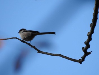 2019年11月17日(日) 代々木公園の野鳥観察記録