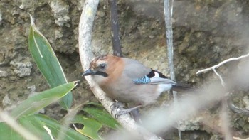 Eurasian Jay 養老牛温泉(湯宿だいいち) Sat, 11/16/2019