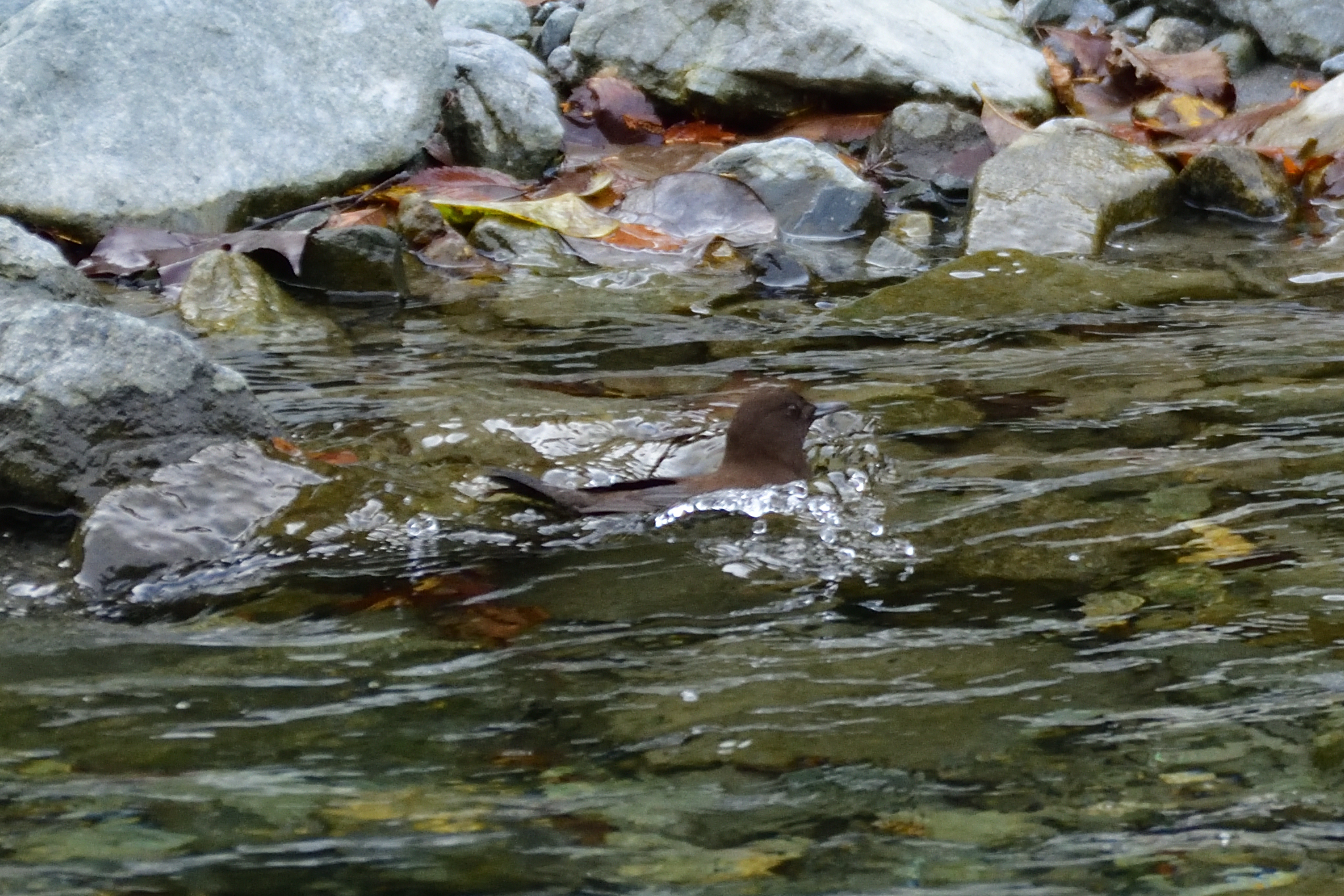 Photo of Brown Dipper at 丹沢湖・世附川 by ゆう