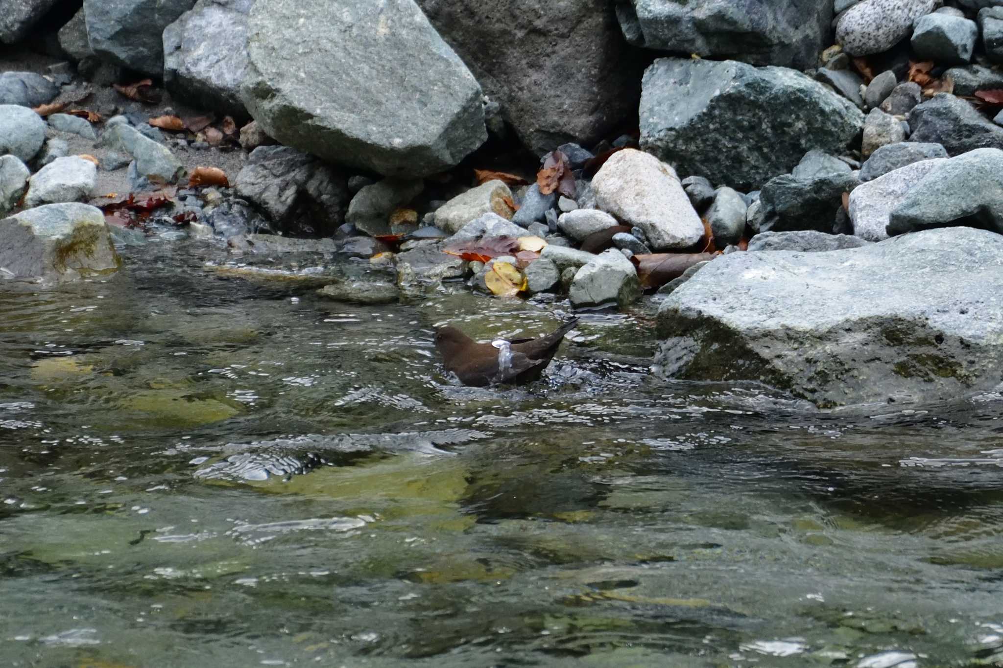 丹沢湖・世附川 カワガラスの写真 by ゆう