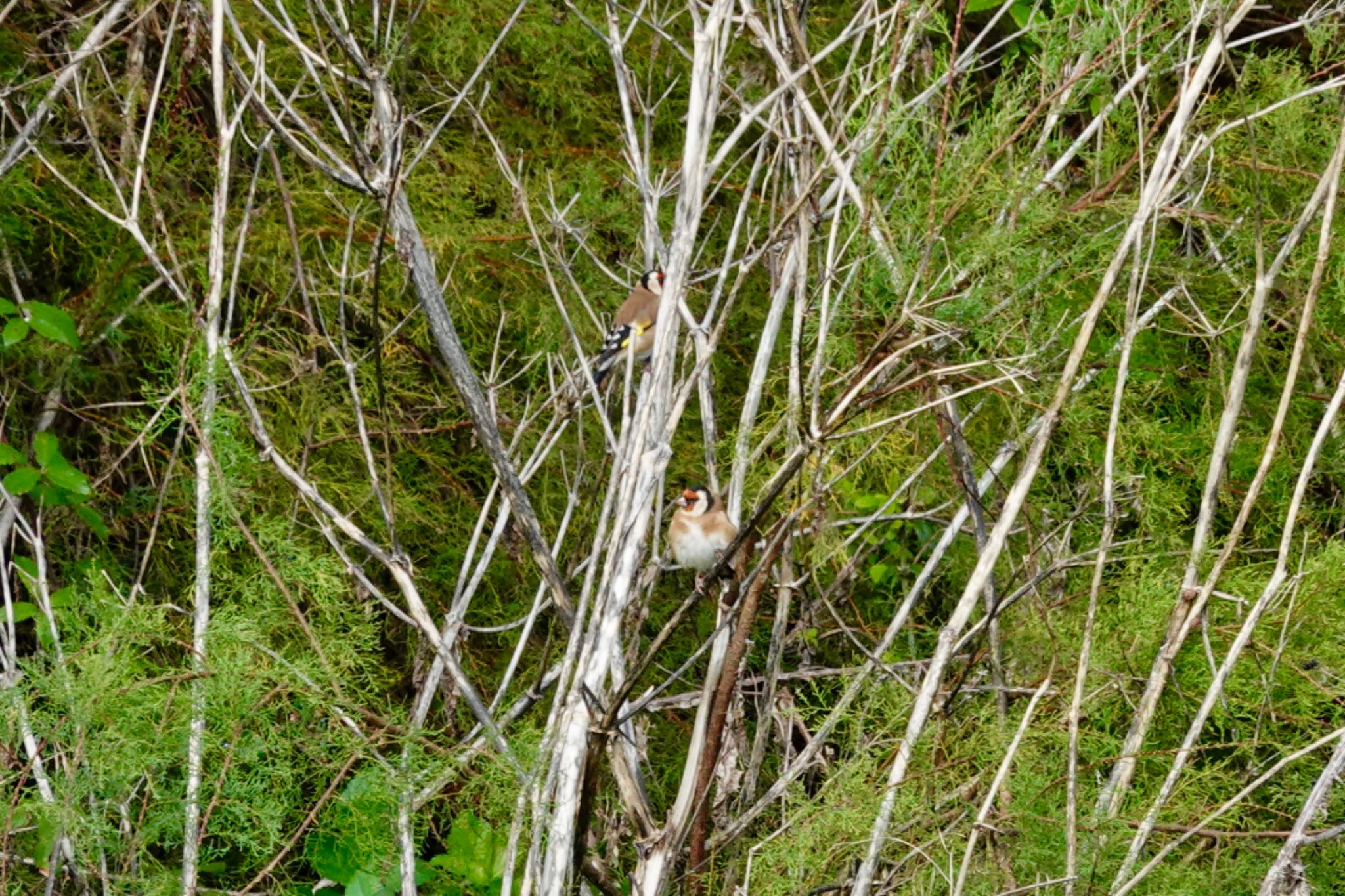 Photo of European Goldfinch at La Rochelle by のどか