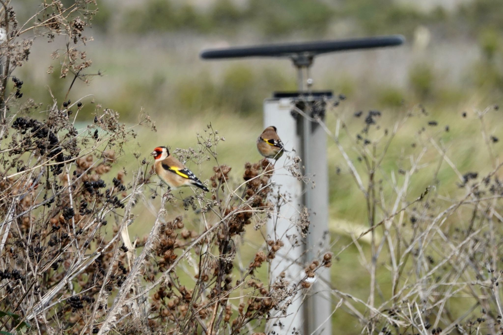 European Goldfinch