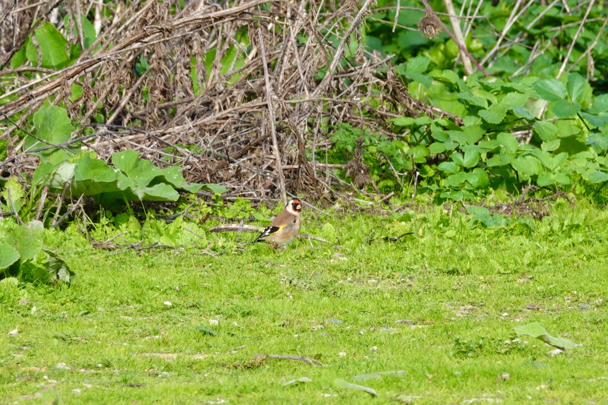 European Goldfinch