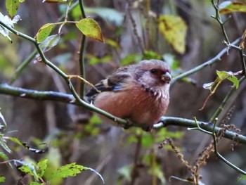 Sat, 11/16/2019 Birding report at Hayatogawa Forest Road