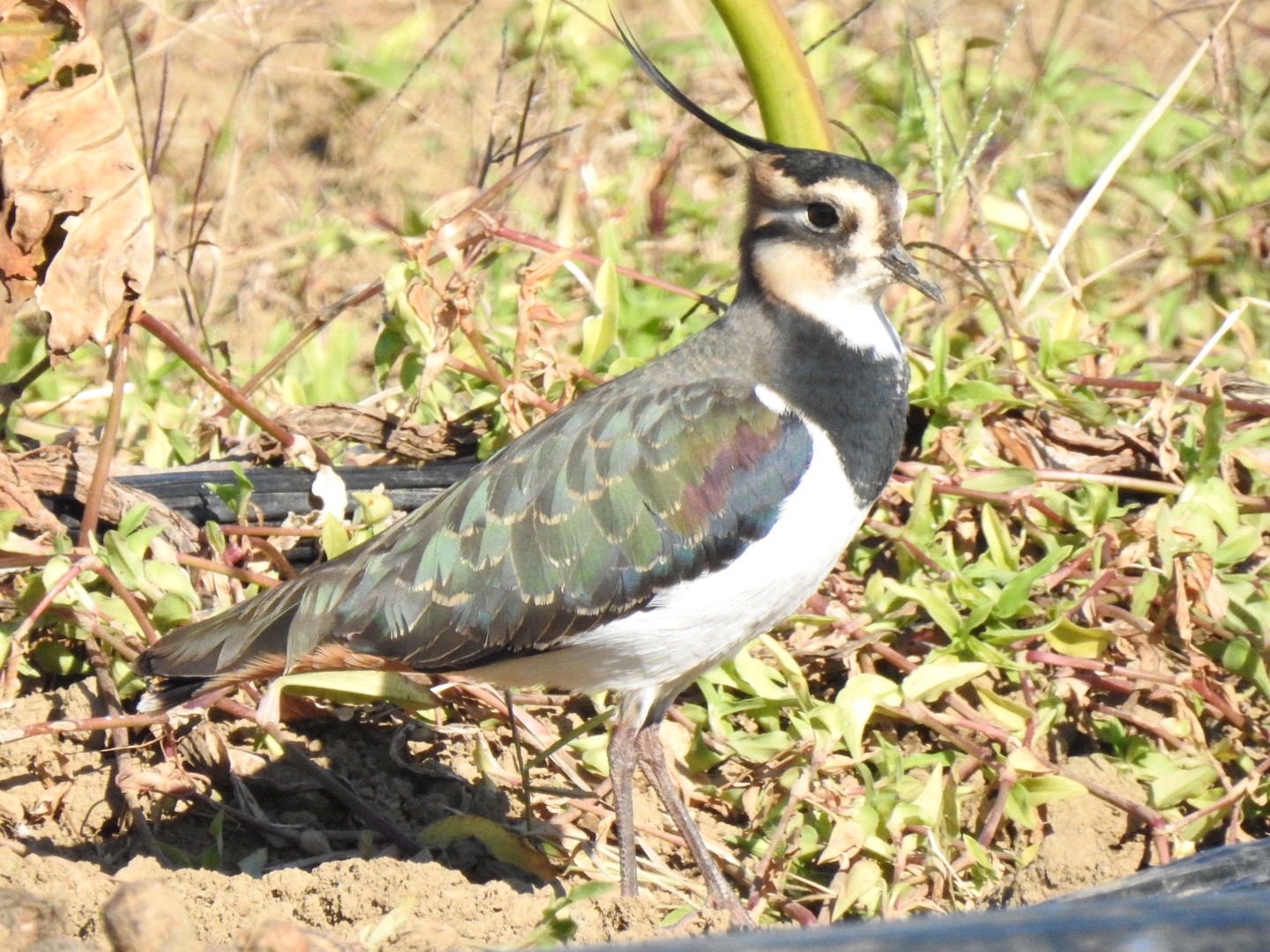 タゲリ