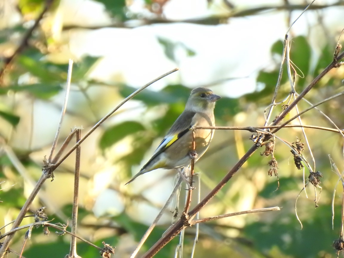 Photo of Grey-capped Greenfinch at 酒匂川河口 by da