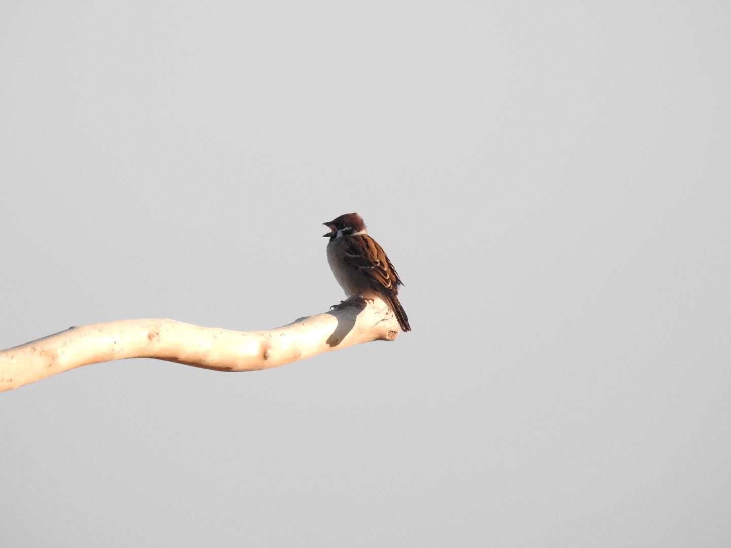 Photo of Eurasian Tree Sparrow at 酒匂川河口 by da