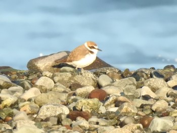 Kentish Plover 酒匂川河口 Sat, 11/16/2019