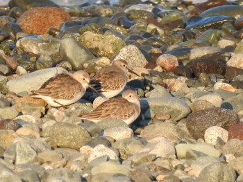 2019年11月16日(土) 酒匂川河口の野鳥観察記録