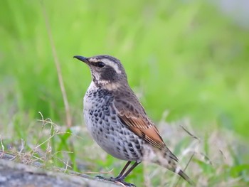 Dusky Thrush 酒匂川河口 Sat, 11/16/2019