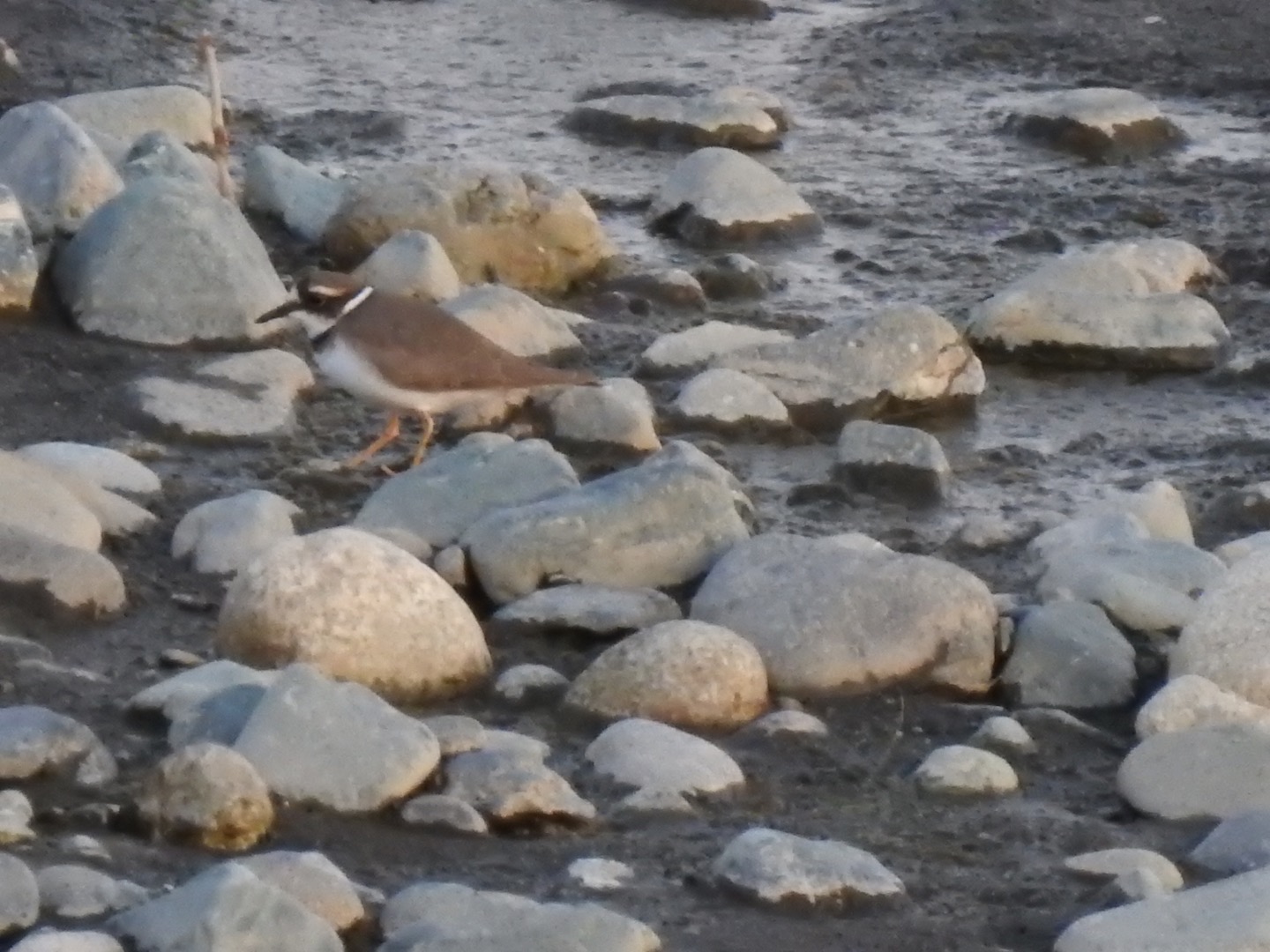 Long-billed Plover