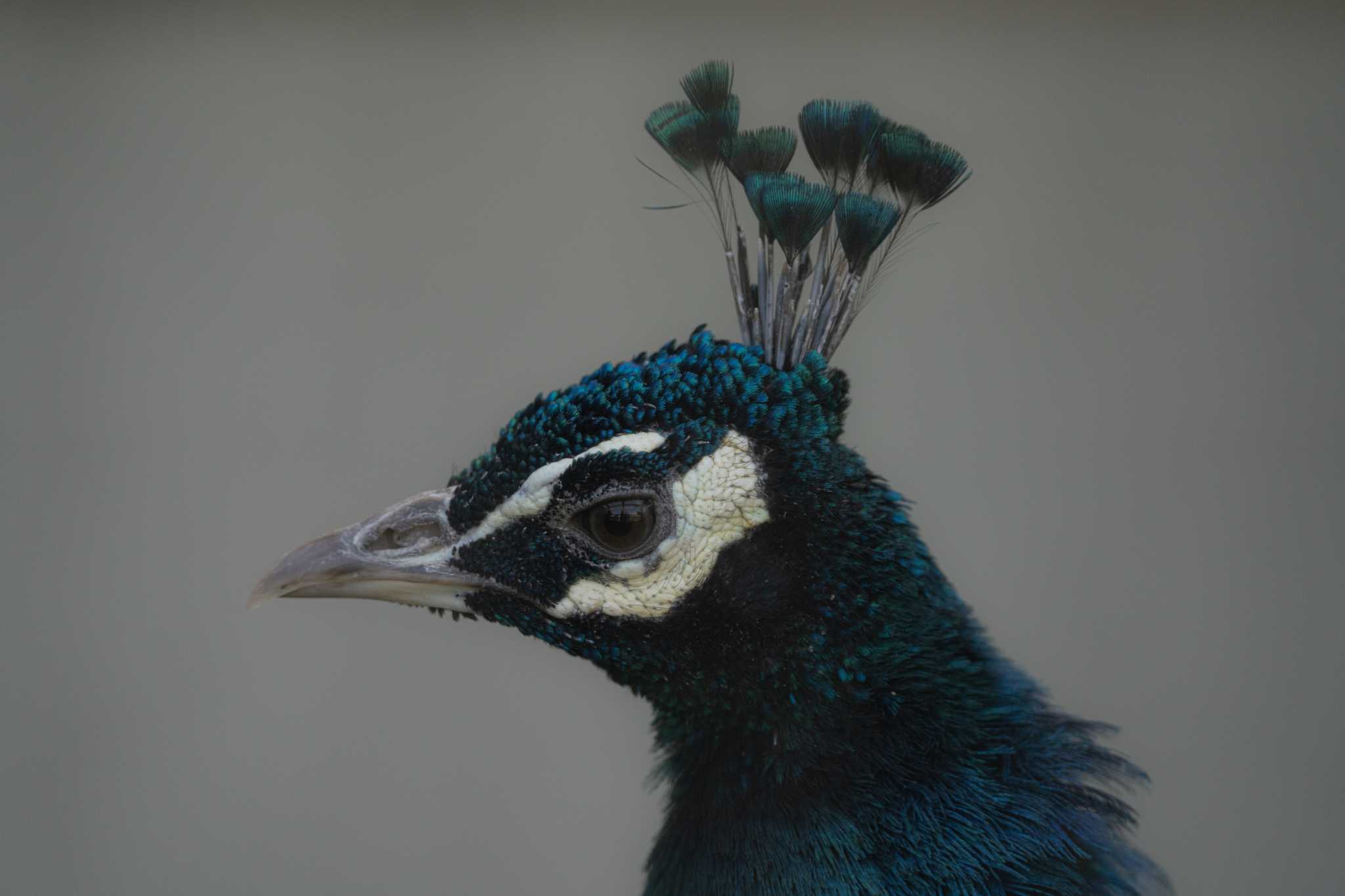 Photo of Indian Peafowl at わんぱーくこうち by ダグラス.H