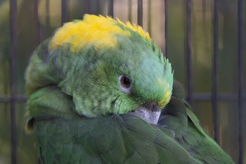 Yellow-naped Amazon わんぱーくこうち Sun, 11/17/2019