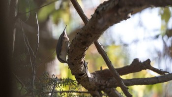 Eurasian Nuthatch 脇ノ山 Sun, 11/17/2019