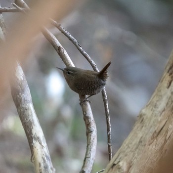 Eurasian Wren 脇ノ山 Sun, 11/17/2019