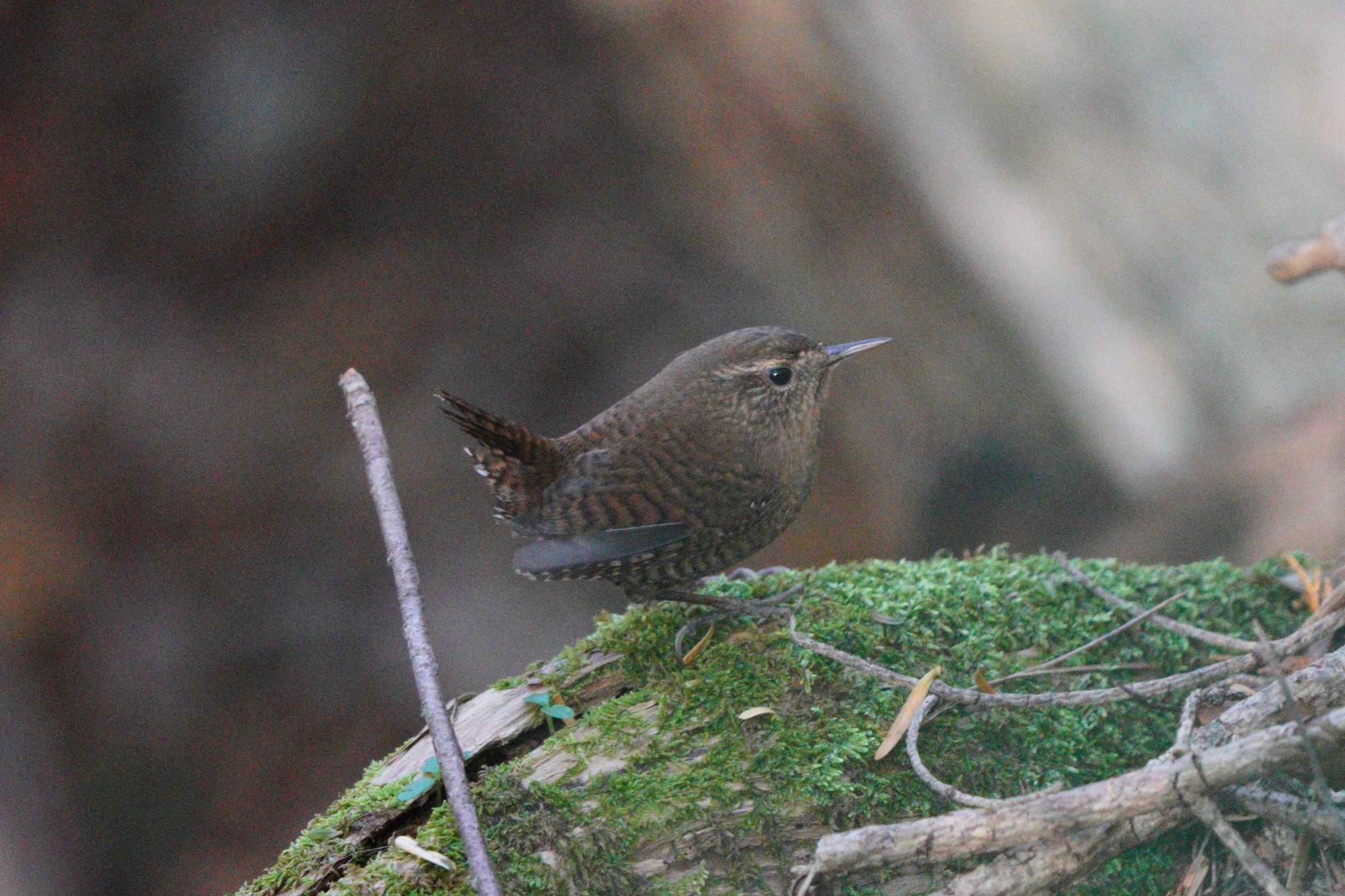 Photo of Eurasian Wren at 脇ノ山 by ダグラス.H