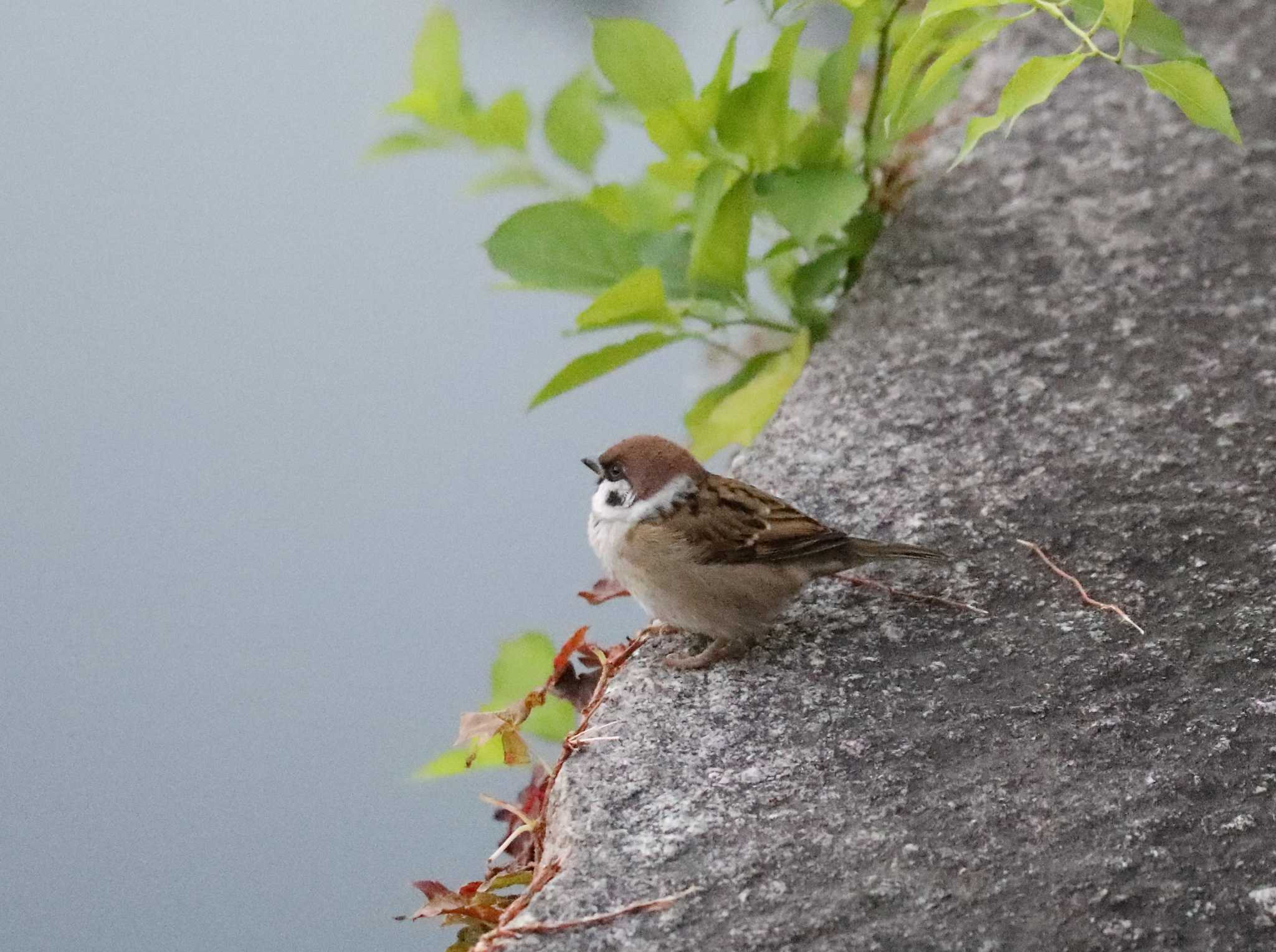 スズメ by Hokkaido.univ