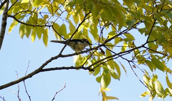 リュウキュウサンショウクイ 東京都多摩地域 2019年11月17日(日)