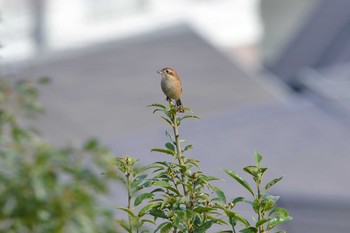 モズ 加木屋緑地 2019年11月14日(木)