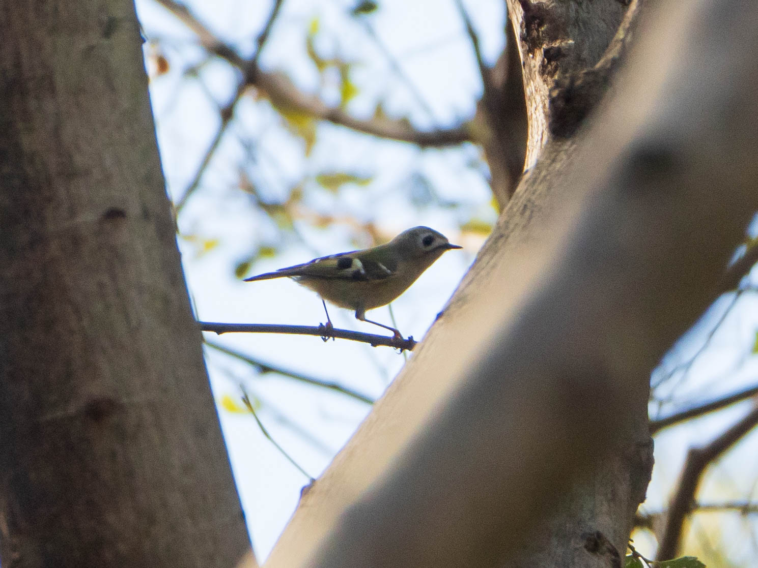 Goldcrest