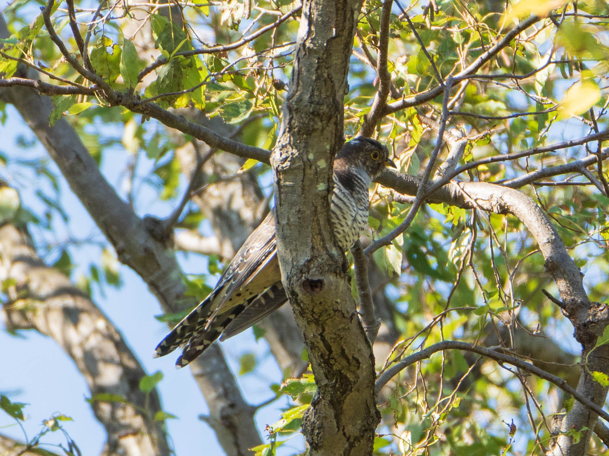 Oriental Cuckoo