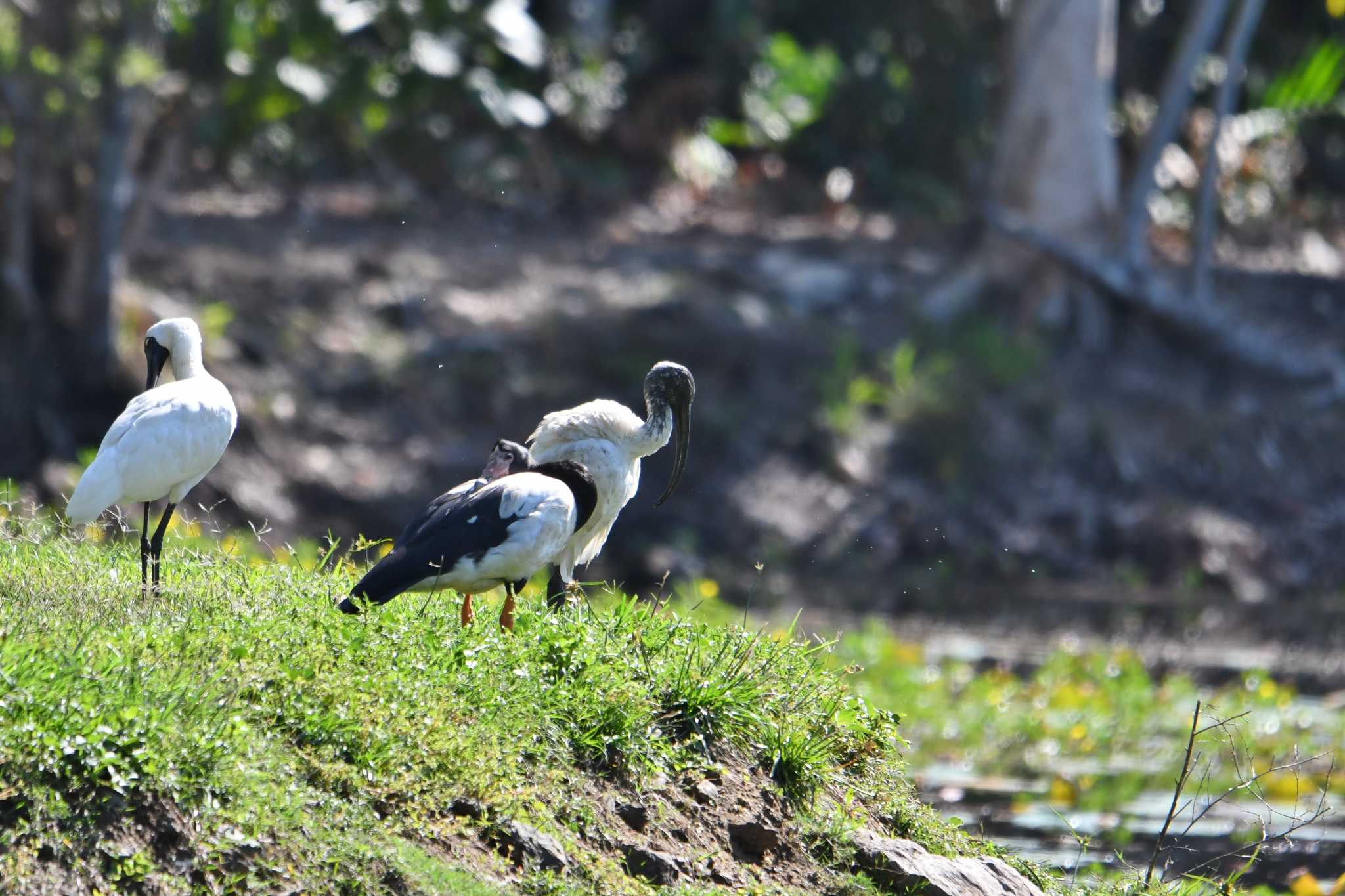 Photo of Australian White Ibis at ケアンズ by あひる