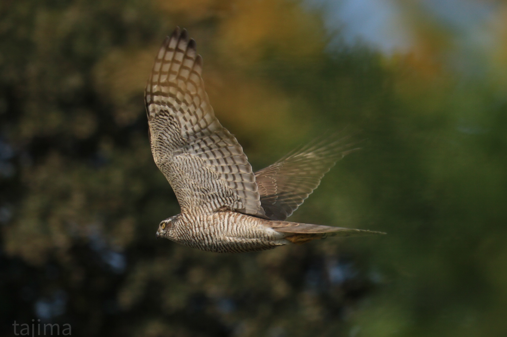 Photo of Grey-faced Buzzard at 北九州市 by Tajima