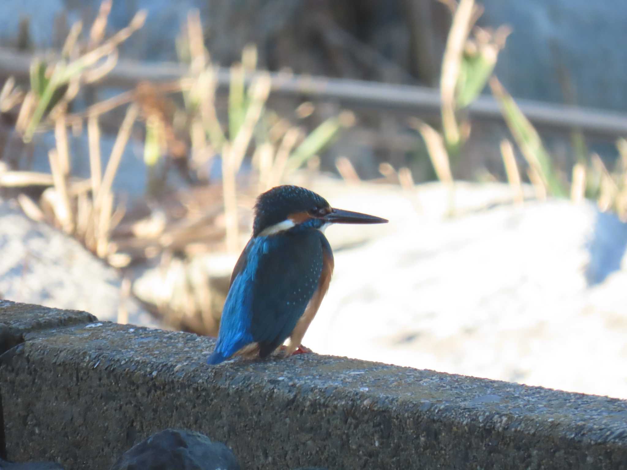 カワセミ