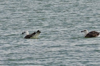 Kelp Gull La Rochelle Tue, 10/22/2019