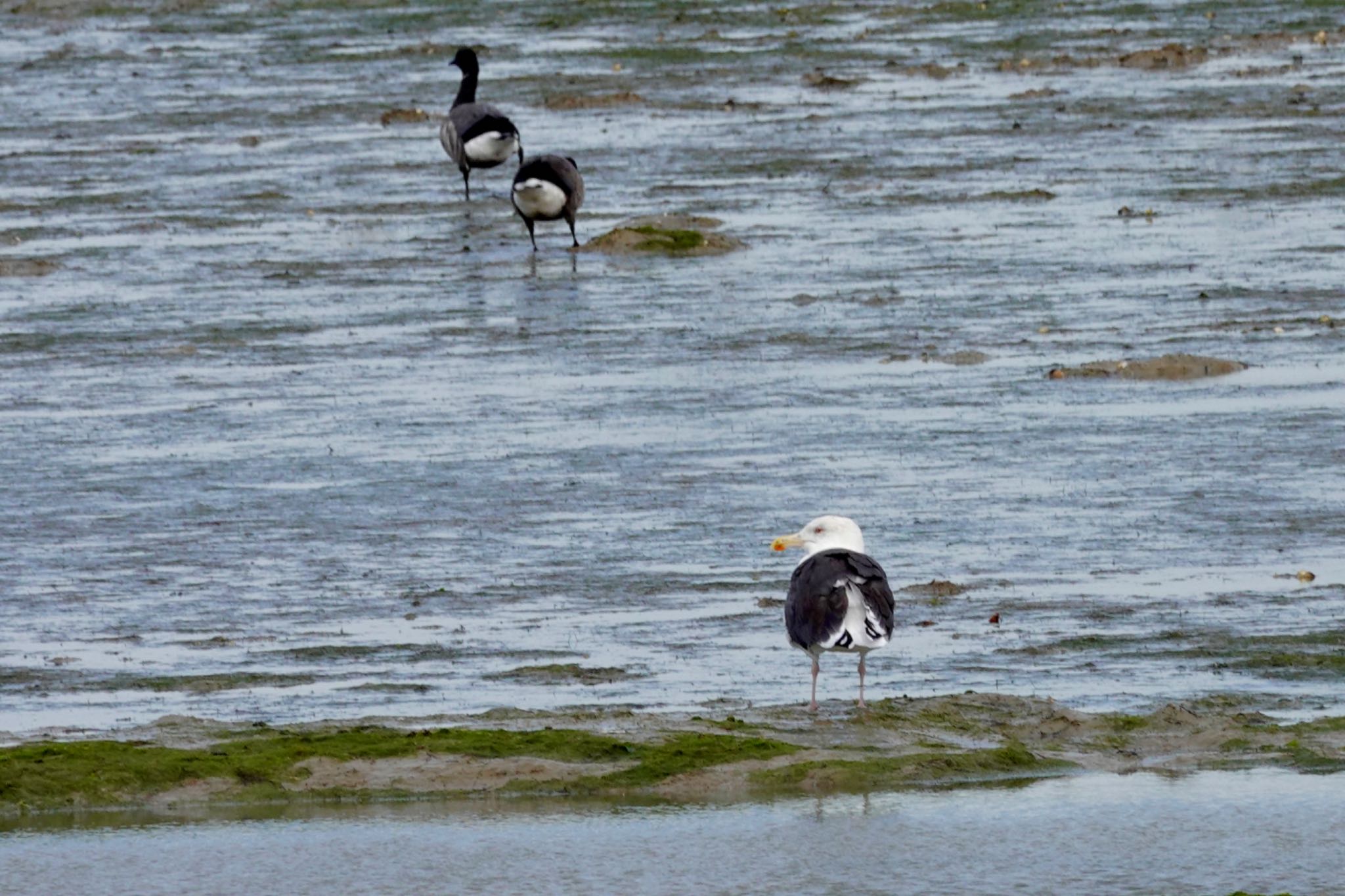 Photo of Great Black-backed Gull at La Rochelle by のどか