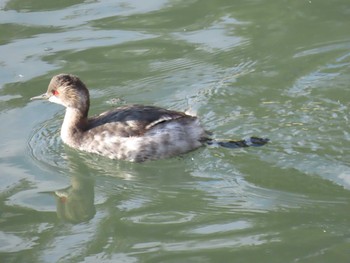 2019年11月17日(日) 谷津干潟の野鳥観察記録