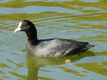 オオバン 都立浮間公園 2019年11月15日(金)