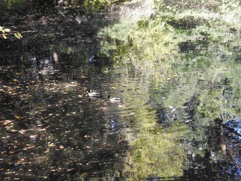 マガモ 明治神宮 2019年11月17日(日)