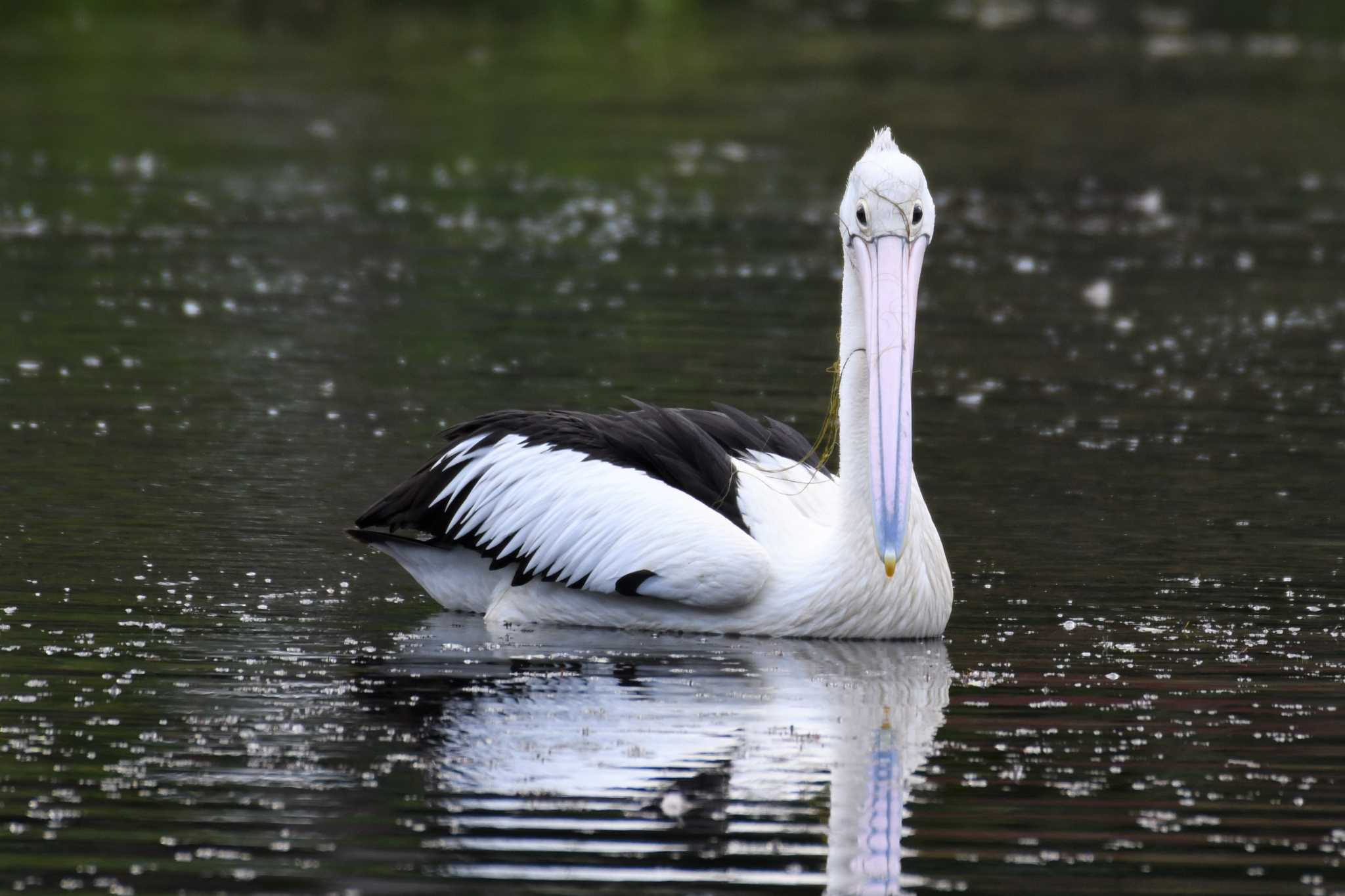 Photo of Australian Pelican at オーストラリア,ケアンズ～アイアインレンジ by でみこ