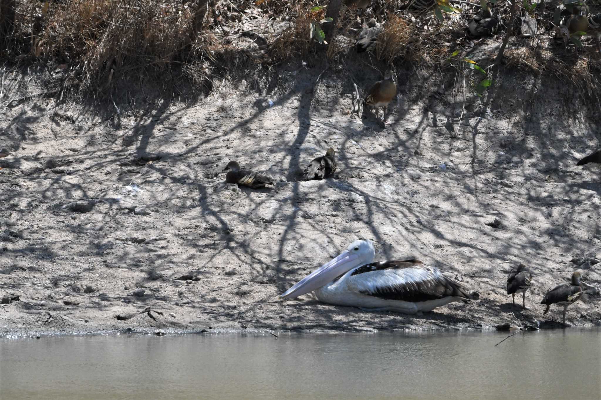 Australian Pelican